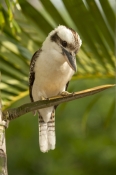 iconic-bird;iconic-australian-bird;kookaburra;dacelo-novaeguineae;cape-hillsborough-national-park