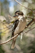 iconic-bird;iconic-australian-bird;australian-national-park