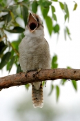 laughing-kookaburra-picture;laughing-kookaburra;kookaburra;kookaburra-in-tree;kookaburra-on-branch;k
