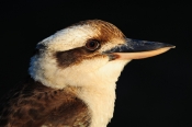 iconic-bird;iconic-australian-bird;australian-national-park;black-background