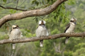 laughing-kookaburra-picture;laughing-kookaburra;kookaburra;kookaburra-in-tree;kookaburra-on-branch;k
