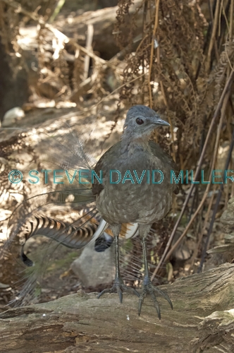 superb lyrebird picture;superb lyrebird;lyrebird;australian lyrebird;male lyrebird;bird in forest undergrowth;victorian bird;healesville;healesville sanctuary;victoria;steven david miller;natural wanders
