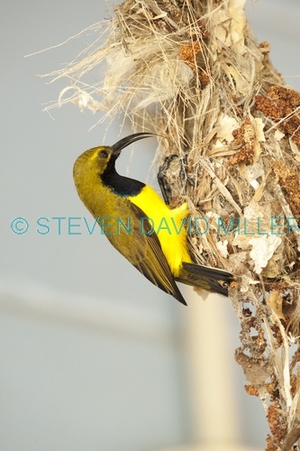 sunbird;olive backed sunbird;nectarinia jugularis;sunbird at nest;sunbird on nest;campe hillsborough national park;australian sunbird
