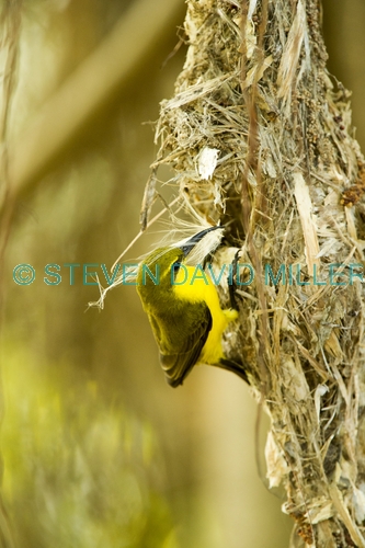 sunbird;olive backed sunbird;nectarinia jugularis;sunbird at nest;sunbird on nest;hillsborough national park;australian sunbird