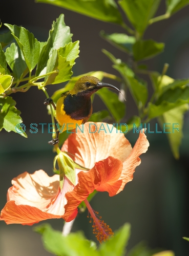 sunbird;olive backed sunbird;nectarinia jugularis;bird on flower;sunbird on flower;bird on hibsicus;sunbird tongue;bird tongue