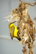 sunbird;olive-backed-sunbird;nectarinia-jugularis;sunbird-at-nest;sunbird-on-nest;campe-hillsborough