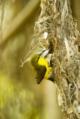 sunbird;olive-backed-sunbird;nectarinia-jugularis;sunbird-at-nest;sunbird-on-nest;hillsborough-natio