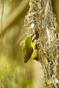sunbird;olive-backed-sunbird;nectarinia-jugularis;sunbird-at-nest;sunbird-on-nest;hillsborough-natio