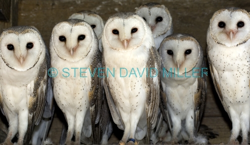barn owl picture;barn owl;owl;australian owl;white owl;tyto alba;flock of owls;barn owls;owls;group of owls;parliament of owls;caversham wildlife park;perth;western australia;steven david miller;natural wanders