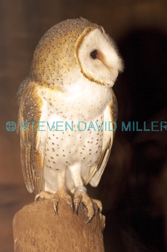 barn owl picture;barn owl;owl;australian owl;white owl;tyto alba;northern territory wildlife park;northern territory;banded bird;banded animals;steven david miller;natural wanders