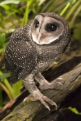 lesser-sooty-owl-picture;lesser-sooty-owl;tyto-multipunctata;australian-owls;australian-barn-owls;ra