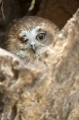 hawk-owl