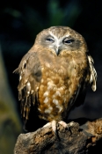 southern-boobook-owl-picture;southern-boobook-owl;boobook-owl;boobook;ninox-boobook;owl;australian-o
