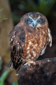 southern-boobook-owl-picture;southern-boobook-owl;boobook-owl;boobook;ninox-boobook;owl;australian-o