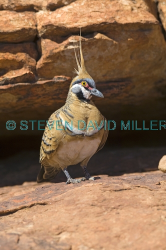 spinifex pigeon picture;spinifex pigeon;pigeon;australian pigeon;geophaps plumifera;pigeon with crest;kings canyon;kings canyon rim walk;watarrka national park;australian national parks;northern territory national parks;steven david miller;natural wanders
