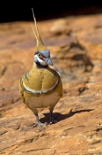 spinifex-pigeon-picture;spinifex-pigeon;pigeon;australian-pigeon;geophaps-plumifera;pigeon-with-cres