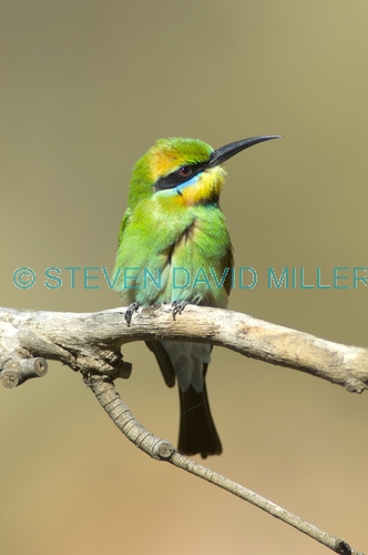 rainbow bee-eater picture;rainbow bee-eater;rainbow bee eater;rainbow beeeater;bee-eater;australian bee-eater;merops ornatus;standleys chasm;west macdonnell ranges;northern territory;steven david miller;natural wanders
