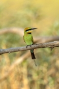 rainbow-bee-eater-picture;rainbow-bee-eater;rainbow-bee-eater;rainbow-beeeater;australian-bee-eater;