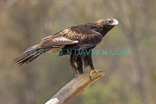 wedge-tailed eagle;tasmanian wedge-tailed eagle;aquila audax;aquila audax fleayi;devils heaven wildlife park;tasmania;steven david miller