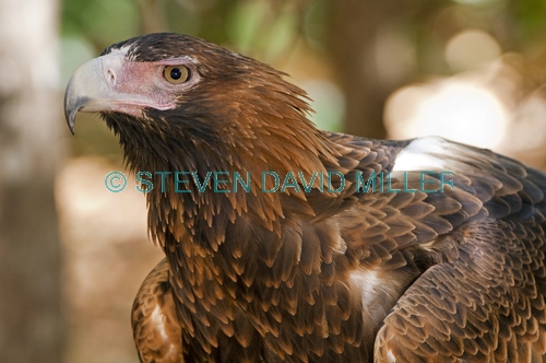 wedge-tailed eagle picture;wedge tailed eagle;wedgetailed eage;wedge-tailed eagle;australian eagle;eagle;aquila audax;northern territory wildlife park;territory wildlife park;eagle close up;eagle portrait;darwin;steven david miller;natural wanders;intensity;intense;serious