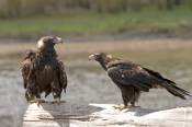 wedge-tailed-eagle-picture;wedge-tailed-eagle;eagle;australian-eagle;tasmanian-eagle;wedge-tailed-ea