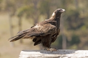 wedge-tailed-eagle-picture;wedge-tailed-eagle;eagle;australian-eagle;tasmanian-eagle;wedge-tailed-ea