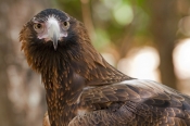 wedge-tailed-eagle-picture;wedge-tailed-eagle;wedgetailed-eage;wedge-tailed-eagle;australian-eagle;e