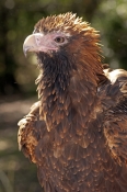 wedge-tailed-eagle-picture;wedge-tailed-eagle;wedgetailed-eage;wedge-tailed-eagle;australian-eagle;e