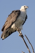 white-bellied-sea-eagle-picture;white-bellied-sea-eagle;white-bellied-sea-eagle;sea-eagle;eagle;aust