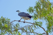 white-bellied-sea-eagle-picture;white-bellied-sea-eagle;white-bellied-sea-eagle;sea-eagle;australian