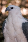 white-bellied-sea-eagle-picture;white-bellied-sea-eagle;white-bellied-sea-eagle;sea-eagle;eagle;aust