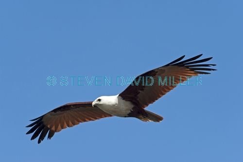 brahminy kite;kite;australian kite;haliastur indus;red backed sea eage;sea eagle;australian sea eagle