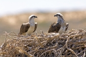 osprey-picture;osprey;pandion-haliaetus;osprey-on-nest;osprey-nesting-pair;quobba;point-quobba;quobb