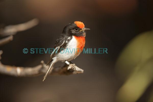 banded bird;red capped robin;australian robin;petroica goodenovii;small bird;alice springs desert park