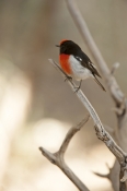 red-capped-robin;australian-robin;petroica-goodenovii;small-bird;alice-springs-desert-park