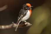 banded-bird;red-capped-robin;australian-robin;petroica-goodenovii;small-bird;alice-springs-desert-pa