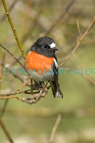 scarlet robin picture;scarlet robin;robin;australian robin;petroica boodang;red bird;small robin;bruny island;tasmania;tasmanian birds;steven david miller;natural wanders