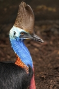 southern-cassowary-picture;southern-cassowary;cassowary;casuarius-casuarius;endangered-bird;rainfore