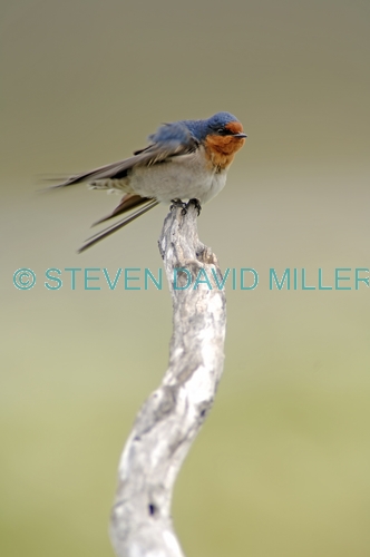 welcome swallow picture;welcome swallow;swallow;australian swallow;migrating swallow;mareeba wetlands;mareeba;queensland;steven david miller;natural wanders