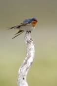 welcome-swallow-picture;welcome-swallow;swallow;australian-swallow;migrating-swallow;mareeba-wetland