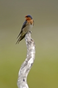 welcome-swallow-picture;welcome-swallow;swallow;australian-swallow;migrating-swallow;swallow-vocaliz