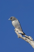 white-breasted-woodswallow-picture;white-breasted-woodswallow;white-breasted-woodswallow;australian-