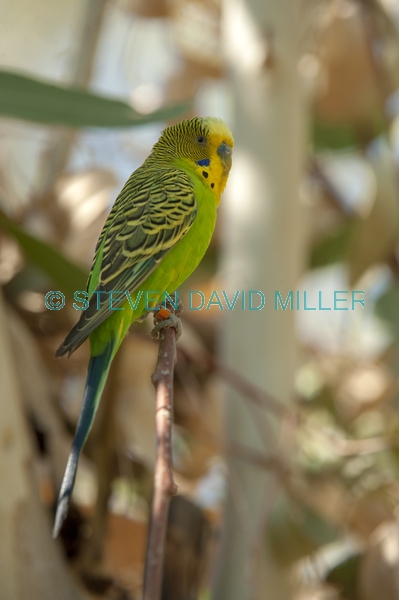 banded bird;budgerigar;melopsittacus undulatus;budgie;alice springs desert park;parakeet;parrakeet