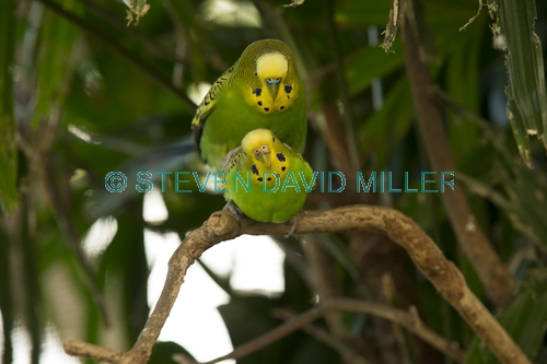 budgerigar picture;budgerigar;budgie;melopsittacus undulatus;small cockatoo;parakeet;australian parrot;birds mating;parrots mating;budgerigars mating