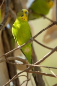 budgerigar;melopsittacus-undulatus;budgie;alice-springs-desert-park;parakeet;parrakeet