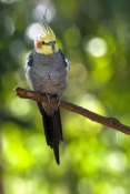 cockatiel-picture;cockatiel;nymphicus-hollandicus;australian-parrot;australian-cockatoo;small-parrot