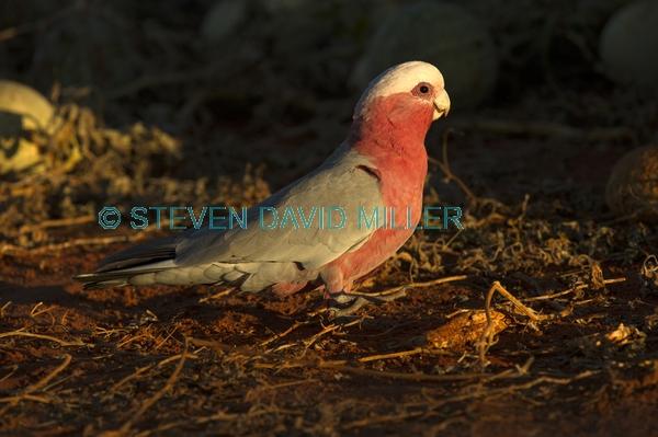 pink and grey parrot;pink and gray parrot