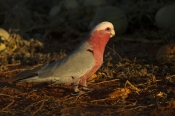 pink-and-grey-parrot;pink-and-gray-parrot