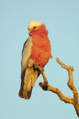 galah-picture;galah;male-galah;euolphus-roseicapillus;cacatua-roseicapillus;australian-cockatoo;gray