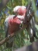 galah-picture;galah;eolophus-roseicapillus;cacatua-roseicapillus;pink-parrot;parrot;australian-parro